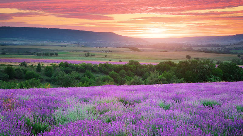 Lavendelflt och ngar i solnedgngen i det franska Provence.
